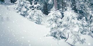 树枝上美丽的蓬松的雪。雪花从云杉树枝上美丽地飘落下来。冬天的童话，树在雪中囚禁。冬天下雪的录像