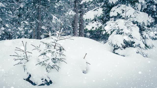 树枝上美丽的蓬松的雪。雪花从云杉树枝上美丽地飘落下来。冬天的童话，树在雪中囚禁。冬天下雪的录像