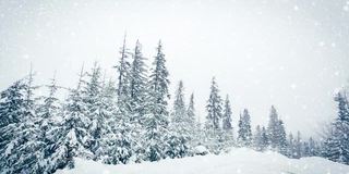 树枝上美丽的蓬松的雪。雪花从云杉树枝上美丽地飘落下来。冬天的童话，树在雪中囚禁。冬天下雪的录像