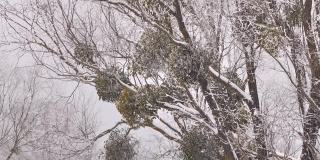 欧洲槲寄生(Viscum album)在白俄罗斯冬季森林的树上