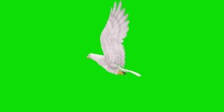 绿色屏幕上的白鹰飞行动画。概念动物、野生动物、游戏、返校、3d动画、短视频、电影、卡通、有机、色度键、角色动画、设计元素、可循环