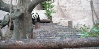 一只快乐的熊猫散步，玩得很开心