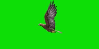 绿色屏幕上的鹰飞动画。概念动物、野生动物、游戏、返校、3d动画、短视频、电影、卡通、有机、色度键、角色动画、设计元素、可循环