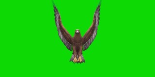 绿色屏幕上的鹰飞动画。概念动物、野生动物、游戏、返校、3d动画、短视频、电影、卡通、有机、色度键、角色动画、设计元素、可循环
