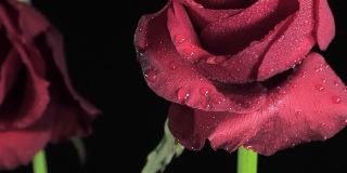 黑色房间里两朵玫瑰的垂直镜头。浪漫的概念