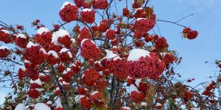 自然异常。初冬。白雪覆盖的白蜡树枝桠上挂满了鲜红多汁的浆果，花园里的绿叶也被白雪覆盖。自然之美自然之美。