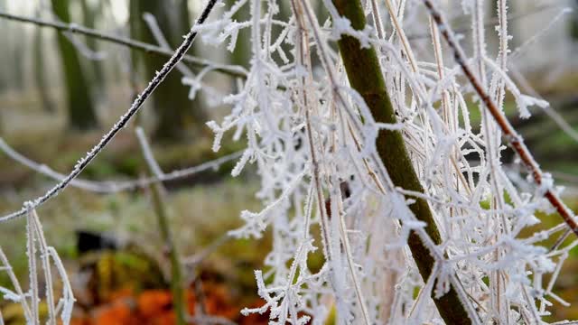 初冬时公园里冰冻植物的视频。深秋冰冻森林的连续镜头。在绿色植被的背景下，白色结霜的树枝的特写。