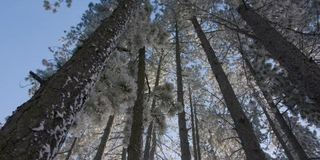 山上覆盖着白雪的冷杉树。雪花从松枝上美丽地飘落，冬天的童话。