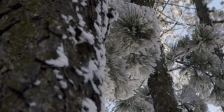 山上覆盖着白雪的冷杉树。雪花从松枝上美丽地飘落，冬天的童话。