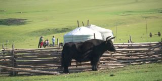 白色蒙古包帐篷、有角黑牦牛与蒙古草原地理中的人