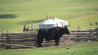 白色蒙古包帐篷、有角黑牦牛与蒙古草原地理中的人视频素材模板下载