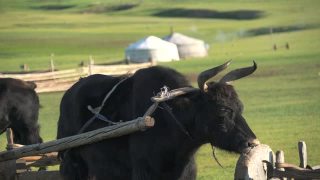 蒙古草原上的白色蒙古包帐篷和牛车视频素材模板下载