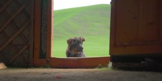 在蒙古草原上，一条牧羊犬躺在蒙古包的门上