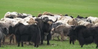 亚洲草原上的一群长毛牦牛
