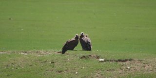 野生秃鹰在自然环境中的栖息地