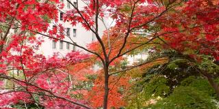 东京日比谷公园的秋叶颜色:4K分辨率