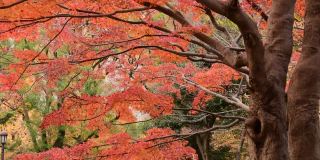 东京日比谷公园的秋叶颜色:4K分辨率