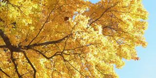 五颜六色的秋叶在风中摇曳