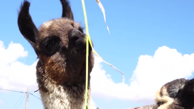 羊驼在秘鲁