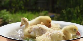 在一个阳光明媚的日子里，三只小鸭子在一碗水里嬉戏