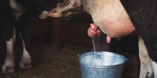 一位老妇人在牲口棚里挤牛奶。特写镜头