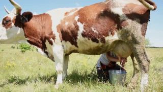 一个阳光明媚的日子里，挤奶女工在村里的草地上挤牛奶视频素材模板下载