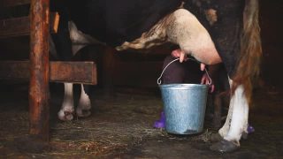 一位老妇人在牲口棚里挤牛奶。特写镜头视频素材模板下载