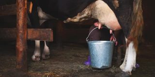 一位老妇人在牲口棚里挤牛奶。特写镜头