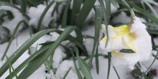 雪下的花朵