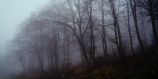 早晨森林里有美丽的雾