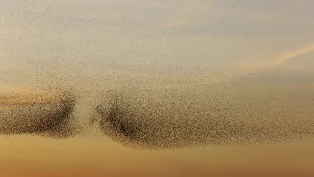 一大群椋鸟在天空中飞翔