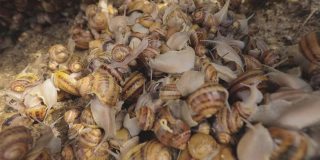 农场里的蜗牛。农场里有许多蜗牛。越来越多的蜗牛
