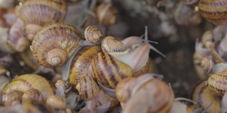 食用蜗牛的工业化养殖。蜗牛特写。农场里的蜗牛特写。