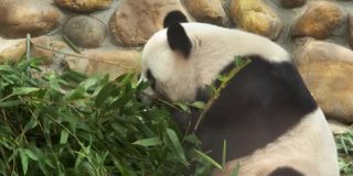 贪婪的大熊猫吃竹子