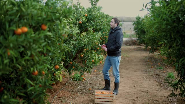 摘橘子的人正在切带有橘子瓣的橘子。普通话种植园。这个工人收集橘子和橙子。结有果实的桔子树。4 k的视频