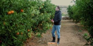 摘橘子的人正在切带有橘子瓣的橘子。普通话种植园。这个工人收集橘子和橙子。结有果实的桔子树。4 k的视频
