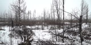 白俄罗斯白桦林的冬天