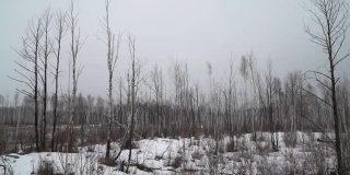 白俄罗斯白桦林的冬天