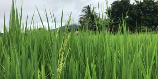 近的稻穗随风摇摆在稻田里。稻田谷物概念。绿色稻田的特写。绿色的稻田。泰国东北部农民在种植茉莉花水稻。