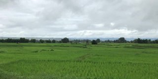 近的稻穗随风摇摆在稻田里。稻田谷物概念。绿色稻田的特写。绿色的稻田。泰国东北部农民在种植茉莉花水稻。