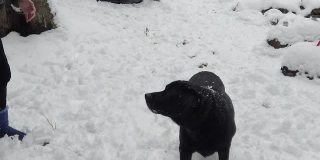 狗抓雪球吃雪球的慢动作