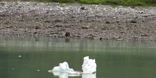 北极熊在阿拉斯加的岩石海滩上吃东西。小冰山漂浮在海湾水域中。