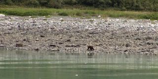 在阿拉斯加的岩石海滩上行走的熊。