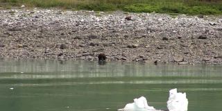 在阿拉斯加的海岸线上，棕熊正在寻找食物。