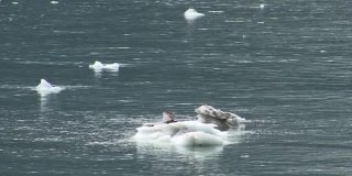 漂浮在阿拉斯加冰川湾国家公园海湾水域的冰块。