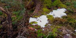 用平移镜头拍摄森林里的最后一场雪，旁边是一个长满苔藓的树桩