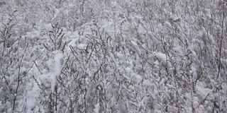 冬天草地上的植物被白雪覆盖着。雪暴风雪。下降的雪花。冬天的季节。自然景观。天气。综观天气预报。圣诞快乐。新年。