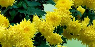 菊花的特写，黄色的大而圆的花有许多花瓣。