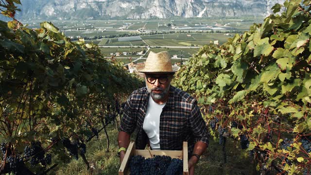 葡萄采摘酿酒故事:意大利Trentino的流行