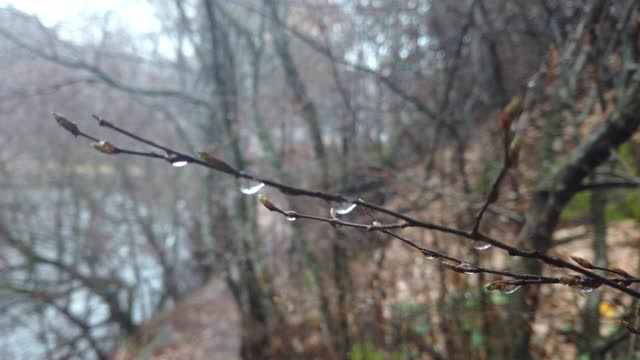 寂寞无叶的树枝，11月寒雨后的水珠